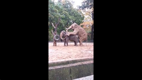 elephanttube  Elephant Tube: anal sex blowjob hard